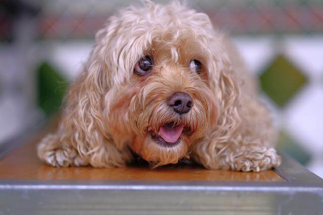 curly dog