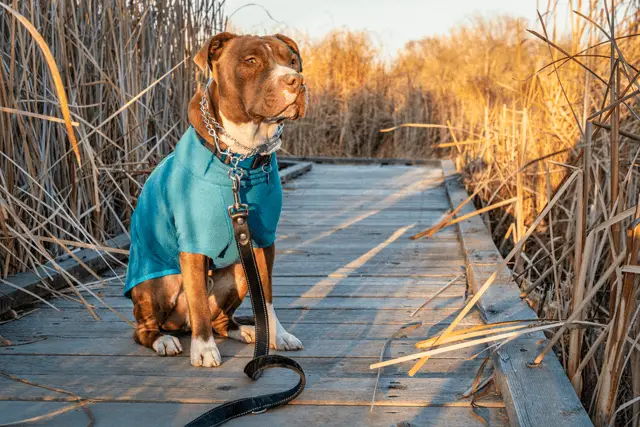 lindo pitbull en chaqueta