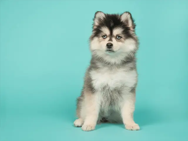 pomeranian husky puppy