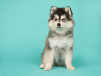 husky and pomeranian mix