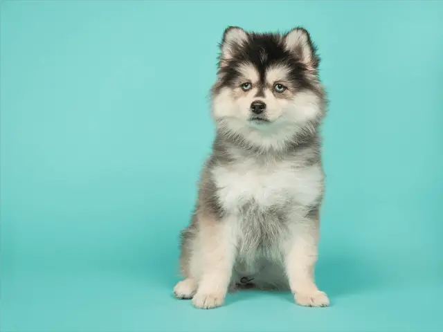 cute pomsky puppy