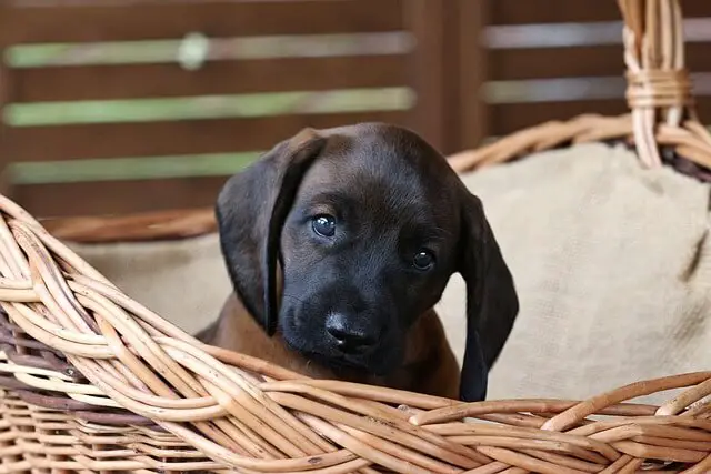 cute puppy