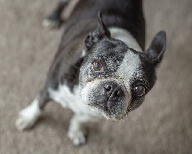 cute senior boston terrier