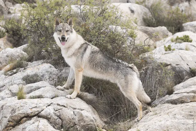 Czechoslovakian Wolfdog