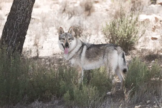 Czechoslovakian Wolfdog