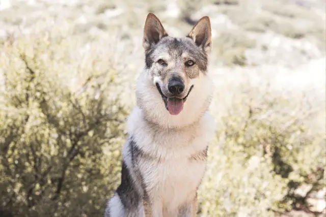 Czechoslovakian Wolfdog