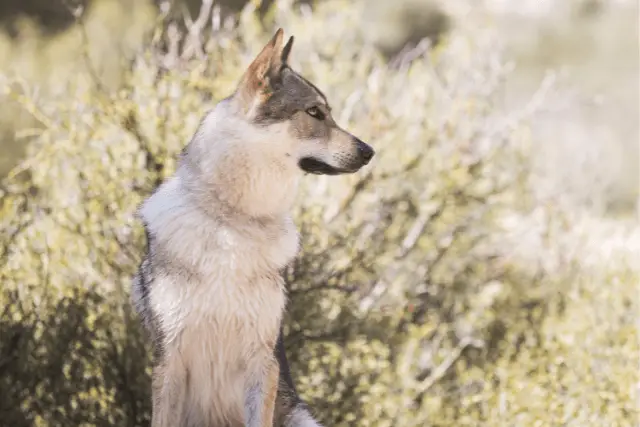 Czechoslovakian Wolfdog