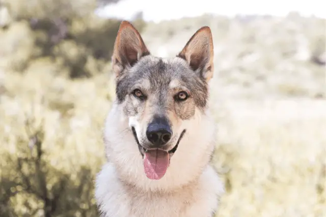 Czechoslovakian Wolfdog