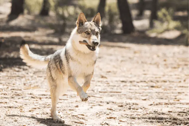 Czechoslovakian Wolfdog