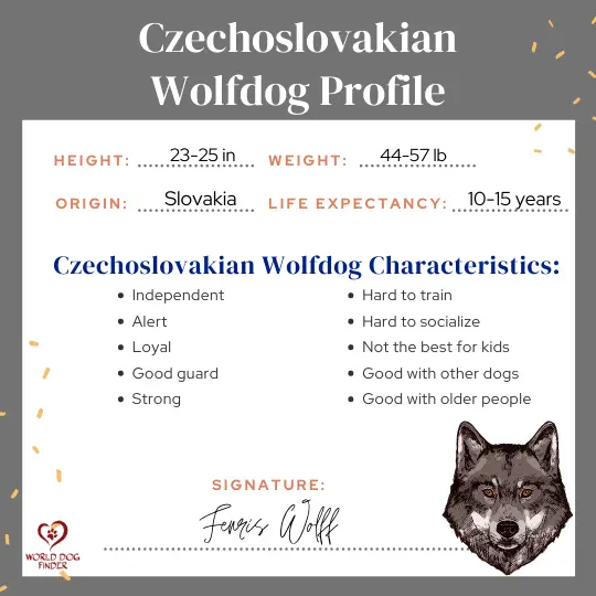 Czechoslovakian Wolfdog Characteristics