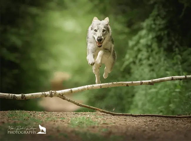 czechoslovakian wolfdog