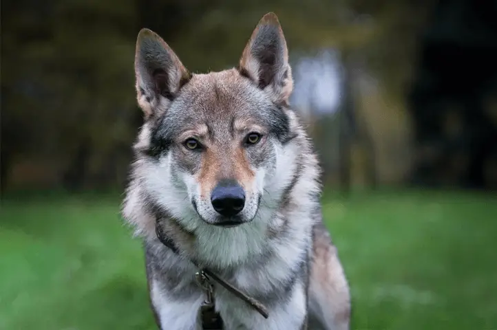 Czechoslovakian Wolfdog looking