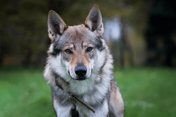 are czechoslovakian wolfdog hypoallergenic