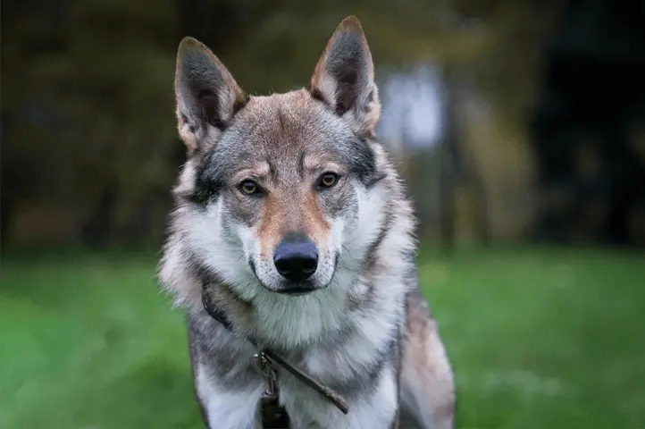 Czechoslovakian_Wolfdog_looking