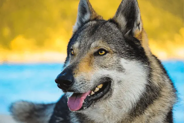 Czechoslovakian Wolfdog