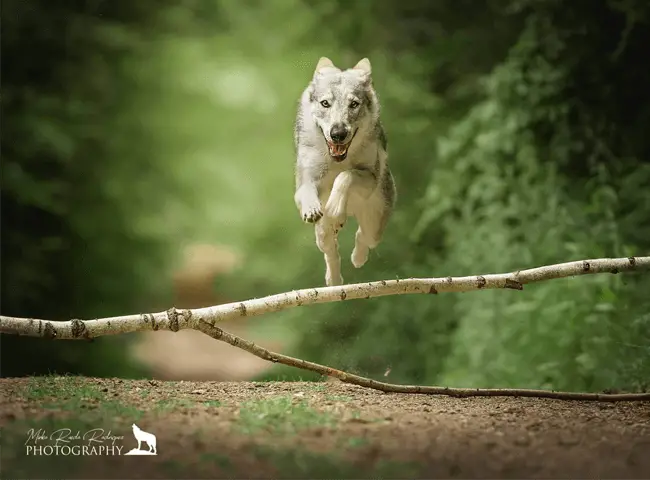 Čehoslovački vučji pas