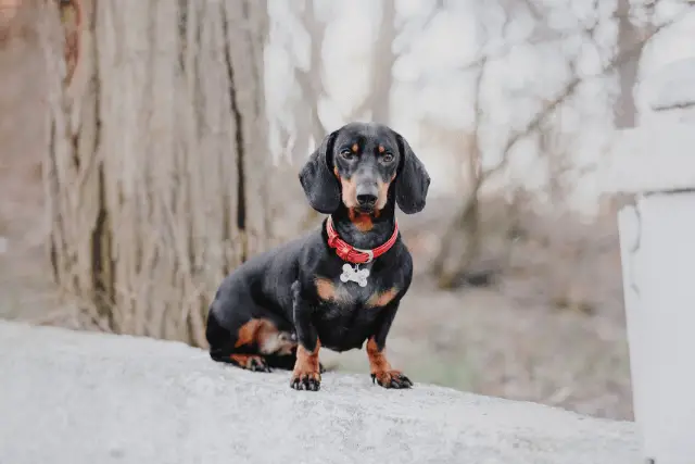 Dachshund