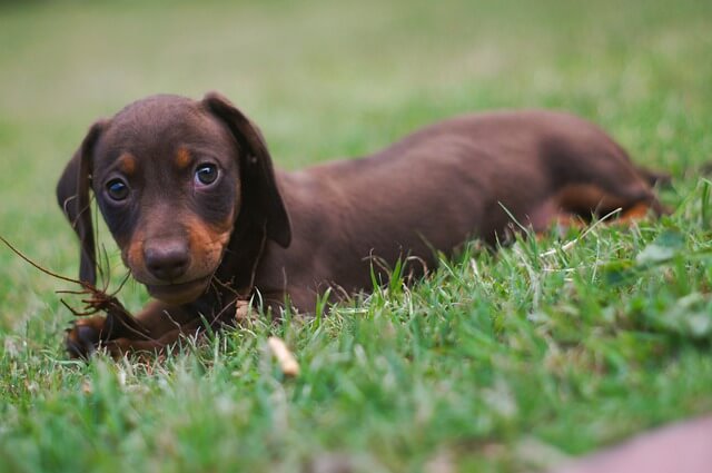 Dachshund