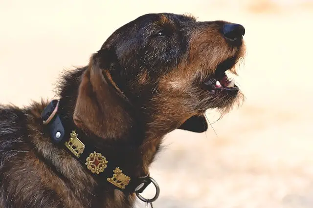 dachshund barking