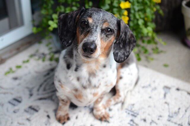 dachshund closeup