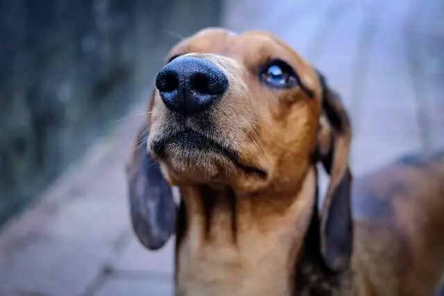 dachshund closeup