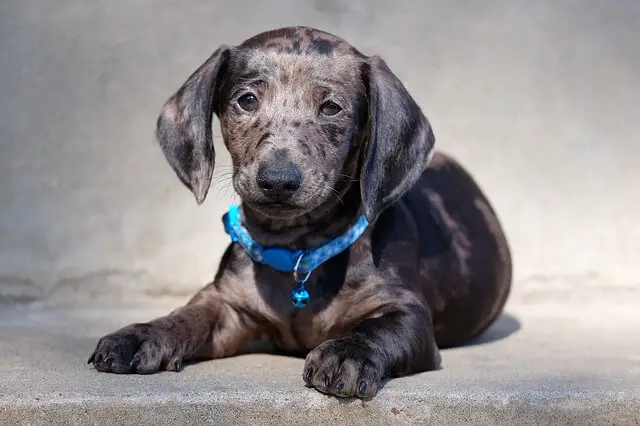 chiot teckel tacheté