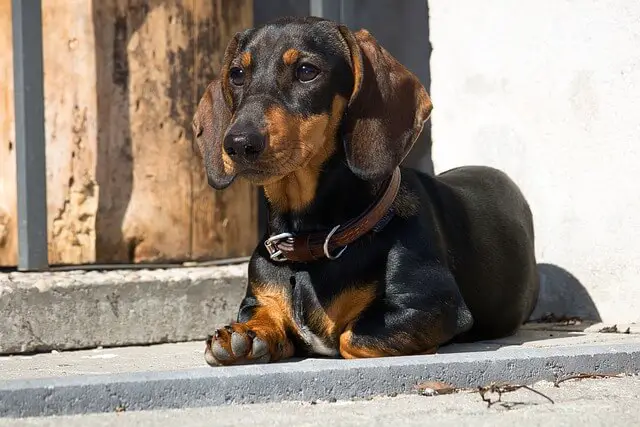 dachshund dog