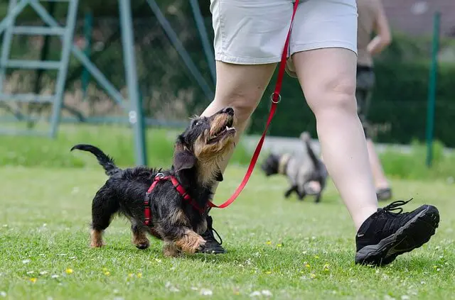 dachshund during training