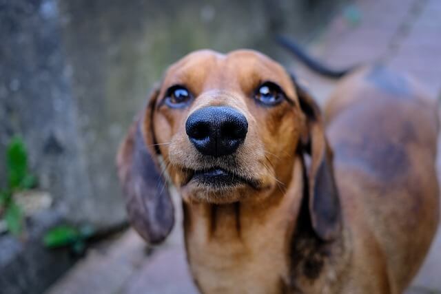 dachshund face