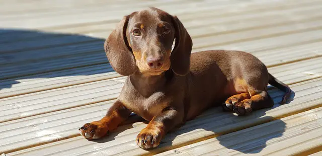 dachshund