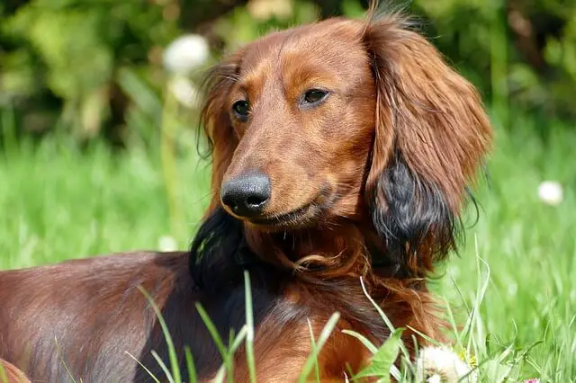 dachshund in park