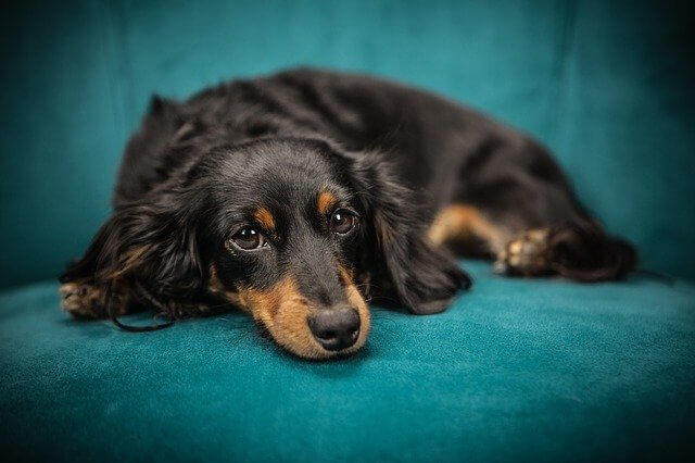 dachshund on couch