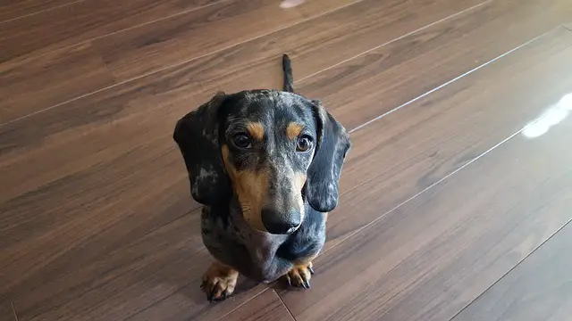 dachshund profile