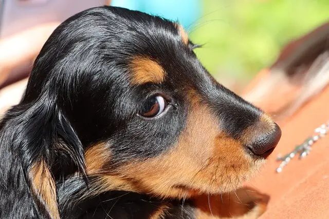 dachshund puppy