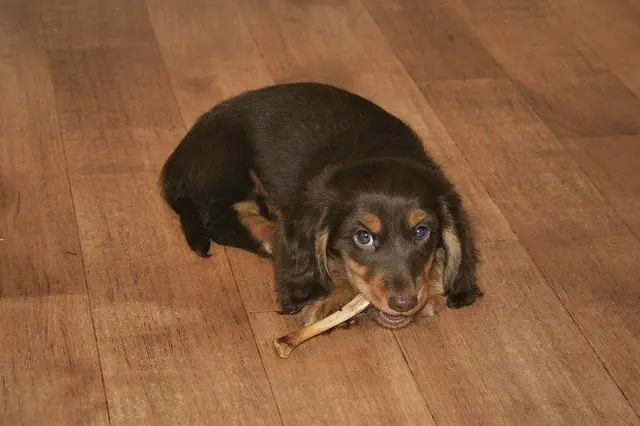 dachshund puppy and bone