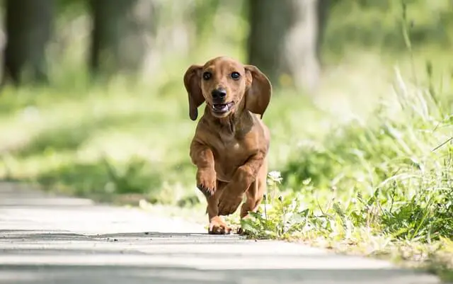 dachshund puppy running