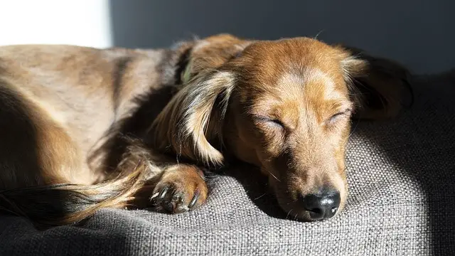 dachshund sleeping
