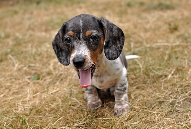 dachshund smiling