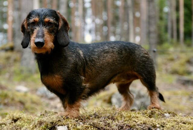 dachshund