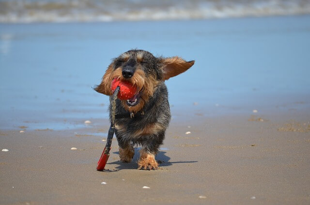 dachshund wirehaired