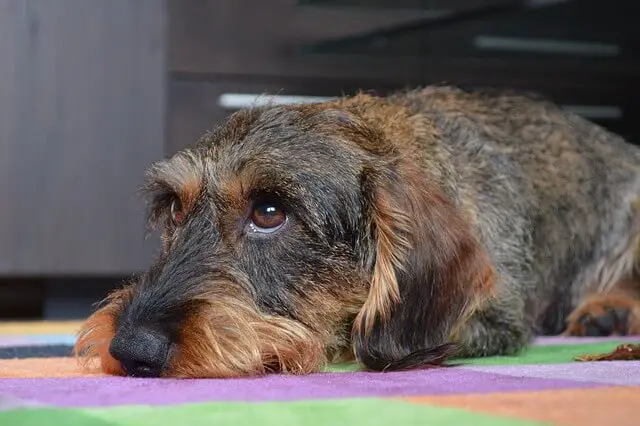 dachshund wirehaired