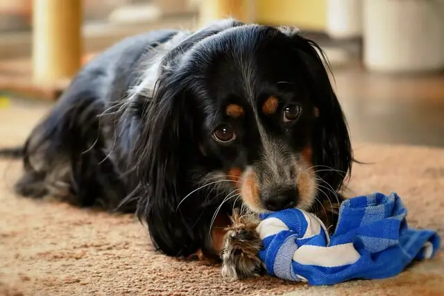 dachshund with a toy