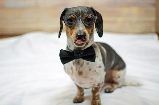 dachshund with bow tie