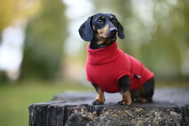 dachshund with sweater