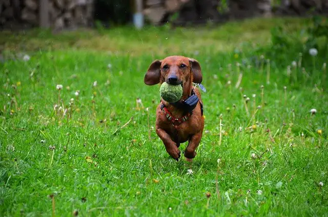 dachshund with toy