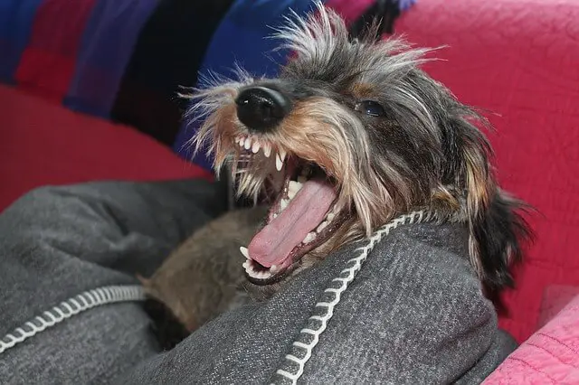 dachshund yawning