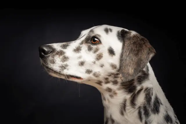 Dalmatian