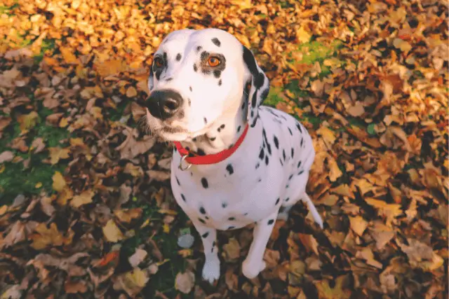 Dalmatian