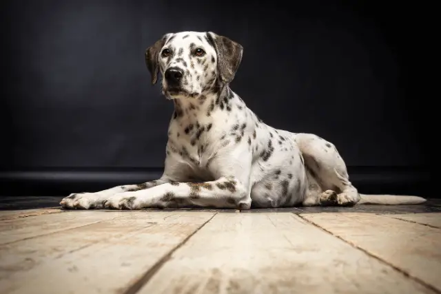 Dalmatian