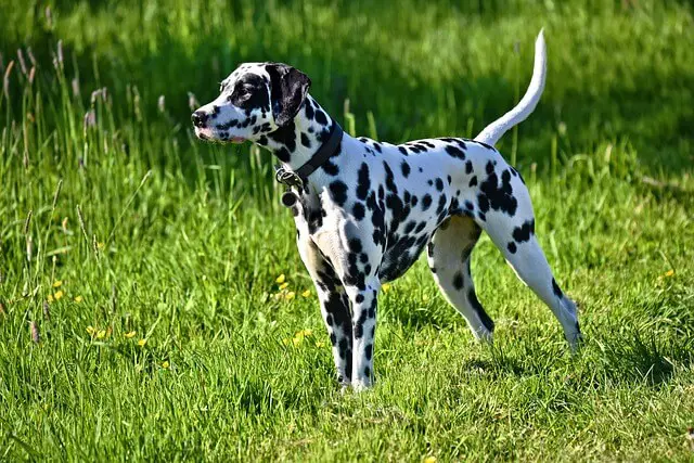 dalmatian